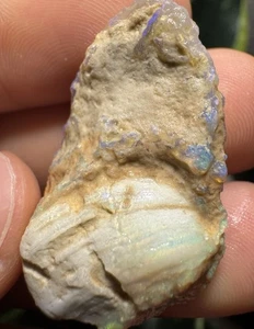 *Watch Video* TWO Opal Clam Fossil Shell Lightning Ridge Australia Opalized Gem - Picture 1 of 8