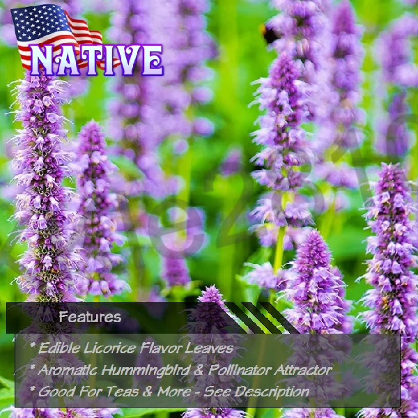 Anís Hisopo Planta Viva Agastache Perenne Foenículo Sabor Regaliz Nativo Foto 1 de 4