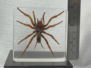 Vintage Spider in lucite possibly Funnel web spider paperweight decoration - Picture 1 of 7