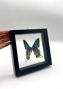 Uraniidae Real Framed Moth Butterfly Shadow Box Made In Peru - Picture 1 of 8