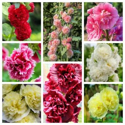 50 Semillas Flor Alcea Rosea VERANO CARNAVAL HOLLYHOCK Doble Mezcla Colores Foto 1 de 4
