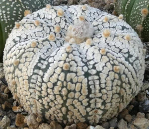 2437-1 Astrophytum Multihybride - own roots - Imagen 1 de 4