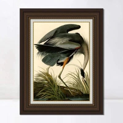 Arte en lienzo enmarcado impresión de giclee gran garza azul por John James Audubon 30"x40" Foto 1 de 4