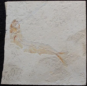 Ichthyodectiforme 13 - schöne Erhaltung - selten - Kreidefossilien Libanon - Bild 1 von 3