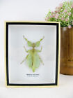 Ein echtes exotisches Insekt - Box 3D Schaukasten - Giant Walking Leaf Insect