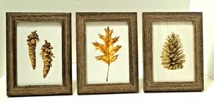 Set (3) Gerahmte Botanische Drucke Tannenzapfen Blatt Wald Hütte Dekor ~ 8,5"x6,5" - Bild 1 von 11