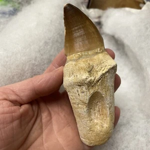 Mosasaurier und Wurzel Marokko 73-65 Millionen Jahre alt - Bild 1 von 12