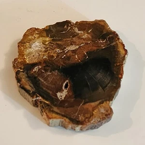 KCGS versteinerte Holzplatte aus Madagaskar US VERKÄUFER #0127 - Bild 1 von 8