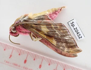 SP20452. Polilla sin montar, mariposas: Sphingidae sp. Vietnam del Norte. - Imagen 1 de 2