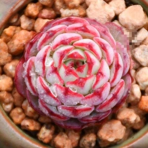 #sold out # Pre order available El encino 6cm diameter Echeveria succulent - Picture 1 of 5