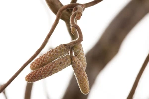 Corylus avellana 'Contorta', Korkenzieherhasel, 60–80 cm - Bild 1 von 14