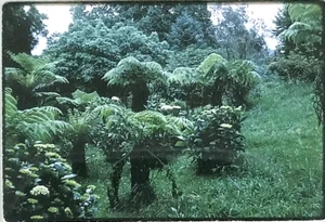 IN SNOWY MOUNTAINS AUSTRALIA JANUARY 1970 KODACHROME SLIDE - Picture 1 of 3