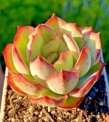 Rare Succulent Echeveria Pulidonis Rooted Pink Live Plant 2.5-Inch Decor Gift - Image 1 of 4