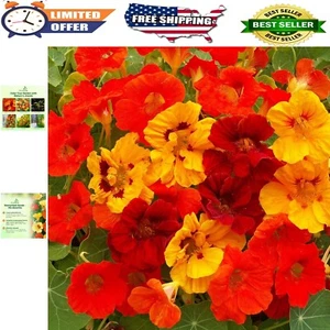 Jewel Mix Nasturtium Seeds 1/4 lb - Edible Flower Seeds for Vibrant Garden Bl... - Picture 1 of 11