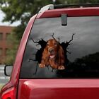 Funny Irish Setter decal,dog decal,Vinyl decal,car decoration,animals sticker