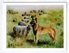New Belgian Malinois With Sheep Notecard Set - 12 Note Cards By Ruth Maystead 
