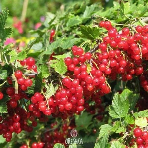 Red currant fresh 15+ seeds. Ribes rubrum seeds, organic non-GMO - Picture 1 of 5