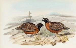 John Gould birds Australia Framed Print Canvas wall décor Vintage Art painting - Picture 1 of 3