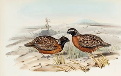 John Gould birds Australia Framed Print Canvas wall décor Vintage Art painting - Image 1 of 3