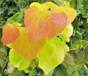 20 HERZEN AUS GOLD ROTKNOSPENSAMEN - Cercis canadensis - Bild 1 von 5