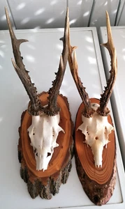 2 Geweihe Rehbock, Reh, Bock eines auf Holzbrett, Trophäe, Jagd - Bild 1 von 7