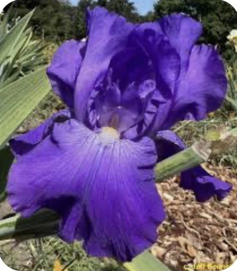 Tall Bearded Iris Rhizome/Bulb- PURPLE TWILIGHT~USA Seller~FREE SHIP - Image 1 of 1