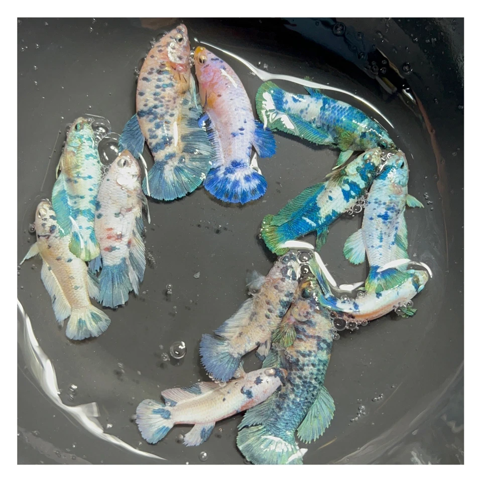 Female Betta Live Fish - X1 Koi Blue Marble HMPK - For Sorority - Breeding - Image 1 of 1