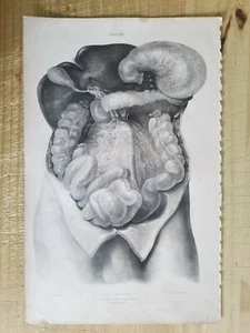 19,5" x 12" W. Fairland Anatomie Gravur Druck von 1837 (UNIVERSITY OF LONDON) - Bild 1 von 8