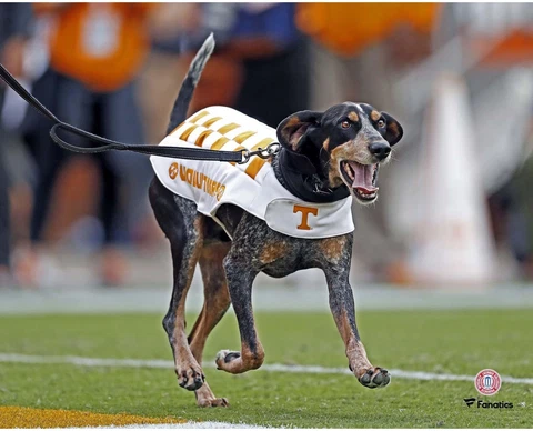 Tennessee Volunteers Unsigned Smokey Running 8" x 10" Photo - Fanatics Cover