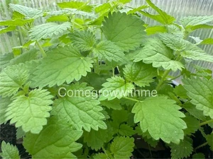 STINGING NETTLE SEEDS (URTICA DIOICA) Herb Garden 200 Seeds - Picture 1 of 2