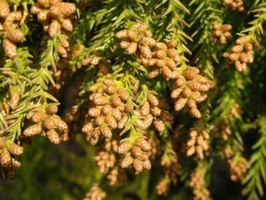 JAPANESE CEDAR 30 SEEDS CRYPTOMERIA JAPONICA EVERGREEN TREE FOCAL POINT SHADE - Picture 1 of 4