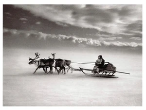 Postcard Sebastiao Salgado "Siberia, Russia" 2011 (Reindeer Sleigh) MNT Oversize - Picture 1 of 1