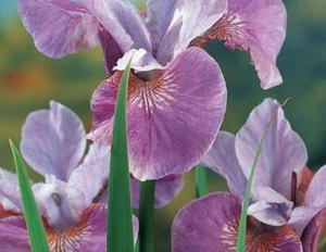 Iris Lavender : 3 RHIZOMES FOR $50 : Free Postage - Picture 1 of 1