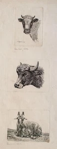 Johann Christian Reinhart Kuh Ziege Tierdarstellung Original Kupferstich 1803 - Bild 1 von 2