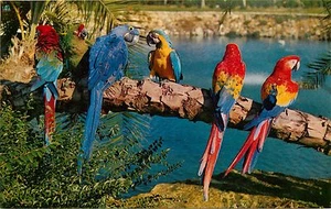 Tampa Florida Busch Gardens Trained Parrots Anheuser-Busch Brewery Postcard - Picture 1 of 2