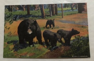 Mother Bear & Her 3 Cubs In Yellowstone National Park. Postcard (X2) - Picture 1 of 2