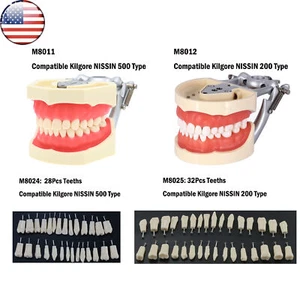 Modelo de dientes extraíbles tipodonte dental de EE. UU. se adapta a Kilgore tipo Nissan 500/200 - Imagen 1 de 14