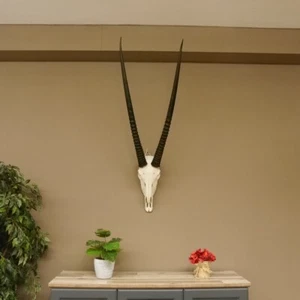 Orix ( Gazella) Hl 88 CM Antílope Gacela Gemsbok África Trofeo de Calavera - Imagen 1 de 10