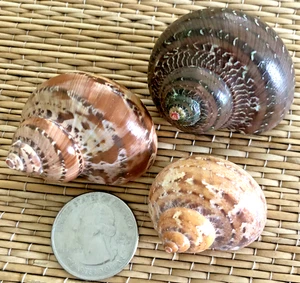 3 TURBO PETHOLATUS SEA SHELLS FOR YOUR GROWING HERMIT CRAB - Picture 1 of 5