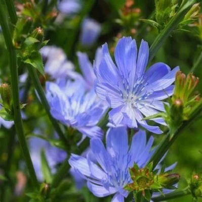 Chicory Flower Seeds, "COOL BEANS N SPROUTS" Brand. Home Gardening.