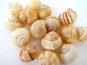 Cinque conchiglie lunari unghie di luna 45 mm conchiglie purificazione consapevolezza psichica - Foto 1 di 3