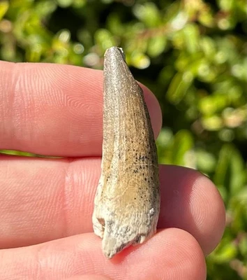 Suchomimus Dinosaur Tooth Fossil Theropod from Niger 1.51” Spinosaurus Relative - Image 1 of 4