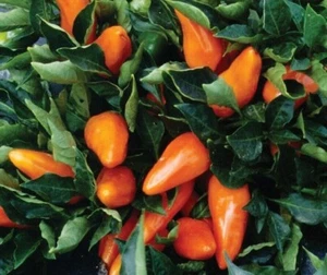 Tangerine Dream paprika - SWEET - 5+ Seeds - Graines - Samen - Ca 078 - Picture 1 of 1
