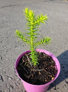 monkey puzzle tree araucaria araucana bare root 2 years old - Picture 1 of 5