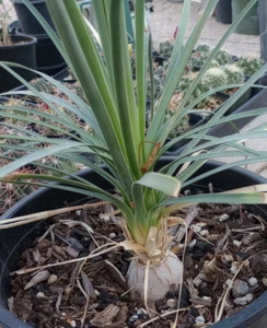 Beaucarnea Stricta Much More Hardy Than Recurvata 199 LG - Picture 1 of 2