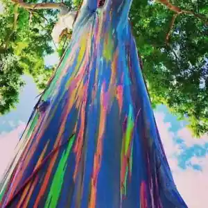 25 Samen - Regenbogen Eukalyptus - Eukalyptus deglupta - NT - Bild 1 von 1