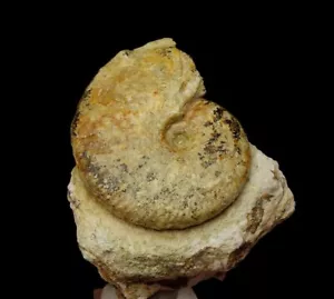 AMMONITE - Taramelliceras --- GIURASSIC Oxfordian --- POLACCA - Podleze /pf747 - Foto 1 di 8
