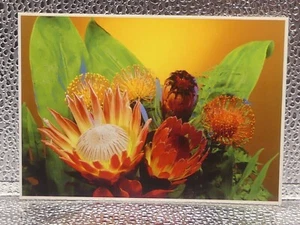 Proteas Of Maui HI Hawaii Insel Erbe Reise Tourismus topographische Postkarte - Bild 1 von 7