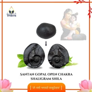 Sarvottam Santan Gopal Open Chakra Shaligram Shila - EBS07 - Picture 1 of 3