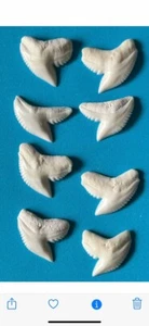 TIGER SHARK TEETH (8) 19-20 mm - Picture 1 of 2